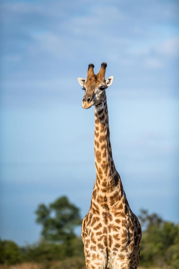 Umkumbe Safari Lodge Riverside スククザ エクステリア 写真